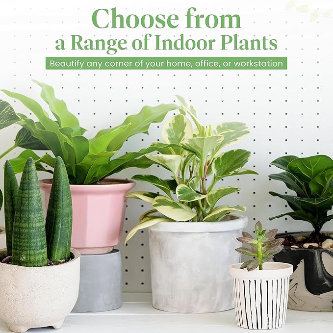 American Plant Exchange Peace Lily, Live Spathiphyllum Plants, 4-Inch Pots, 3 Pack in Deco Covers, Flowering Houseplants, Easy Care, Low Light, Perfect for Housewarming, Sympathy, or Party Gifts