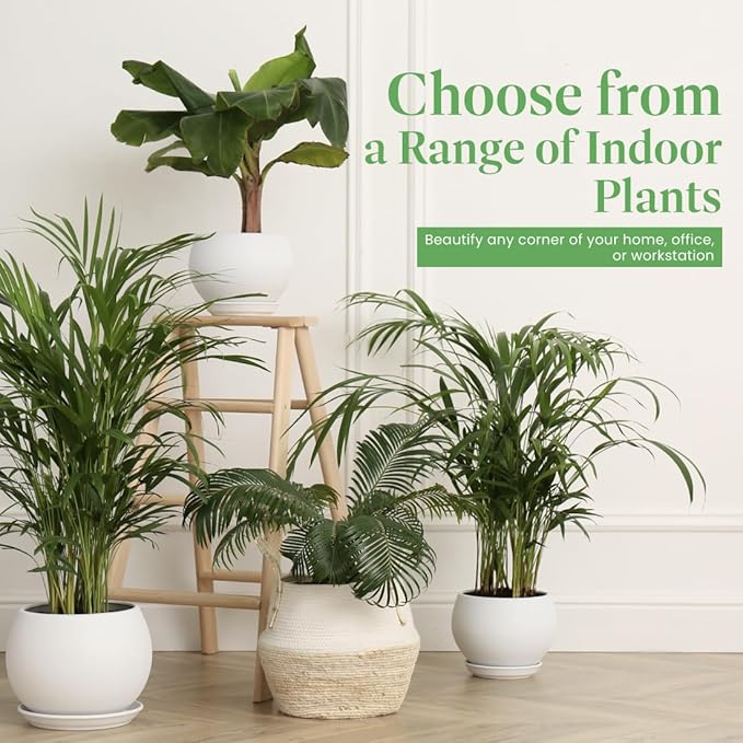 American Plant Exchange Live Assorted Calathea Plants, Prayer Plants, Plant Pots for Home and Garden Decor, 4" Pot, Pack of 3