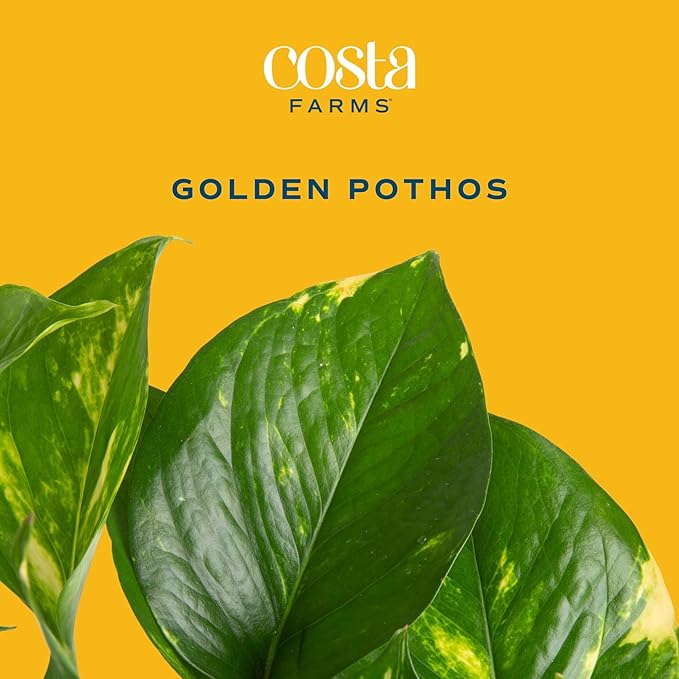 Costa Farms Live Pothos Plant, Easy Grow Vining Live Indoor Houseplant, Air Purifying Trailing Plant in Indoor Garden Plant Pot, Housewarming Gift, Room, Home Decor, 10-12 Inches Tall