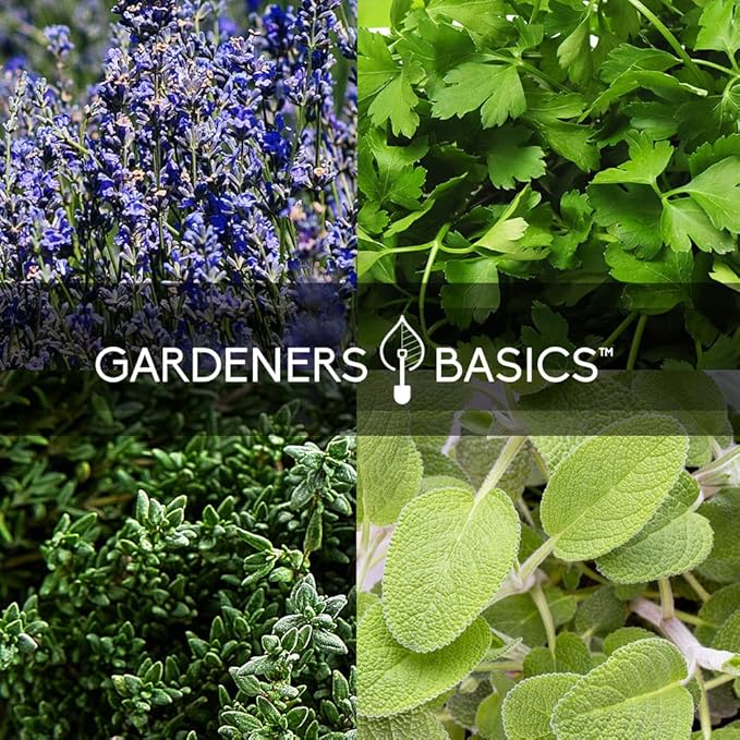 Complete Medicinal Herb Seeds for Planting Collection - 35 Best Herbs Variety Pack for Teas and Home Remedies - Indoor, Outdoor, Hydroponic Herbal Herbalist Seed - Non-GMO, Heirloom Gardeners Basics