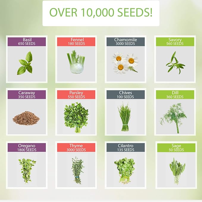 NatureZ Edge 12 Herb Seeds Variety Pack, 6000+ Heirloom Seeds for Planting Hydroponic Indoor or Outdoor Home Garden Plant Seed, Parsley, Cilantro, Basil, Thyme, Chamomile, Oregano, Dill & More NonGMO