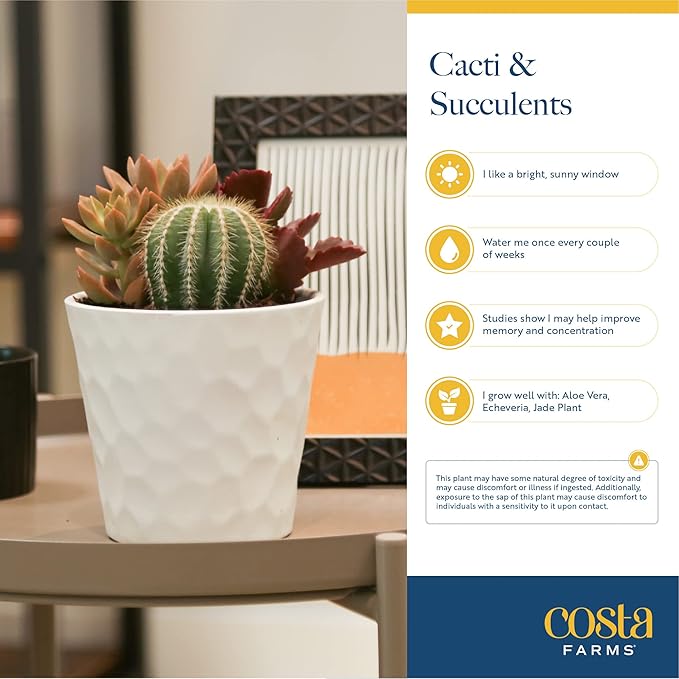 Costa Farms Mini Succulent Live Indoor Plant, Easy to Grow Echeveria Succulent Houseplant in Cute Decor Plant Pot, Tabletop Succulents Office or Room Decor, Housewarming, 4-Inches Tall