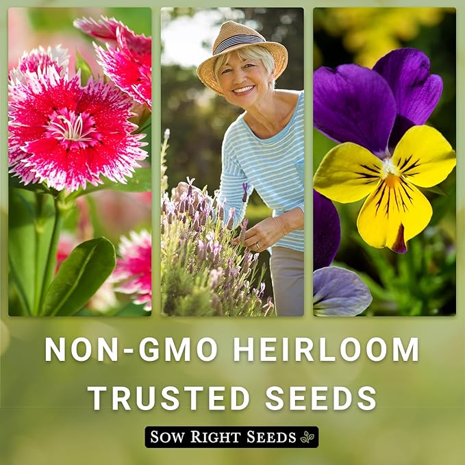 Sow Right Seeds - Mexican Sunflower Seeds for Planting - Non-GMO Heirloom Packet with Instructions for Growing - Bright Orange Blooms, Super Tall Stalks - Enjoys Outdoors or Indoors as Cut Flower (3)