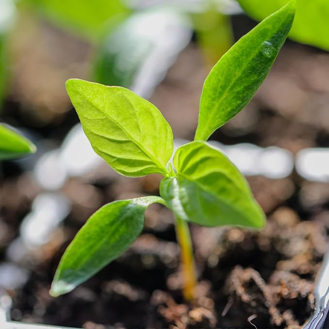 Seed Needs Rainbow Bell Pepper Seeds for Planting - Non-GMO, Heirloom & Untreated - Organically Grow a Home Grown Garden Outdoors for Healthy Vegetables (5 Packs)