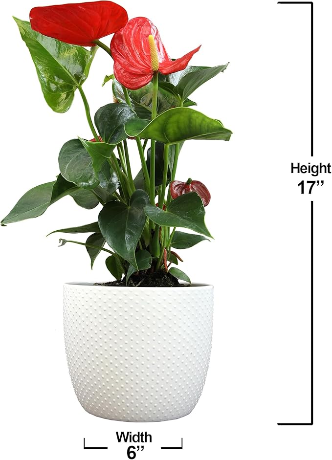 6" Red Anthurium Live Plant Decor, Live House Plants, Anthuriums Live Plants Indoor Plants Live Houseplants, Real Plants Indoor Live Plants, Easy Plant Lover Gifts for Plant Lovers by Plants for Pets