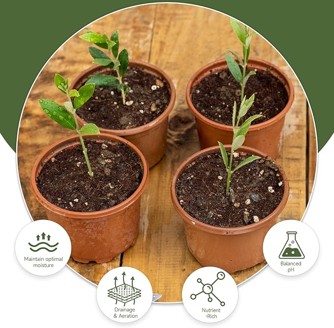 Premium Olive Tree Potting Mix 1qt, Uesed for The Propagation of Olive Trees by Cuttings or Seeds, Suitable for Planting, Repotting, and Growing Houseplant