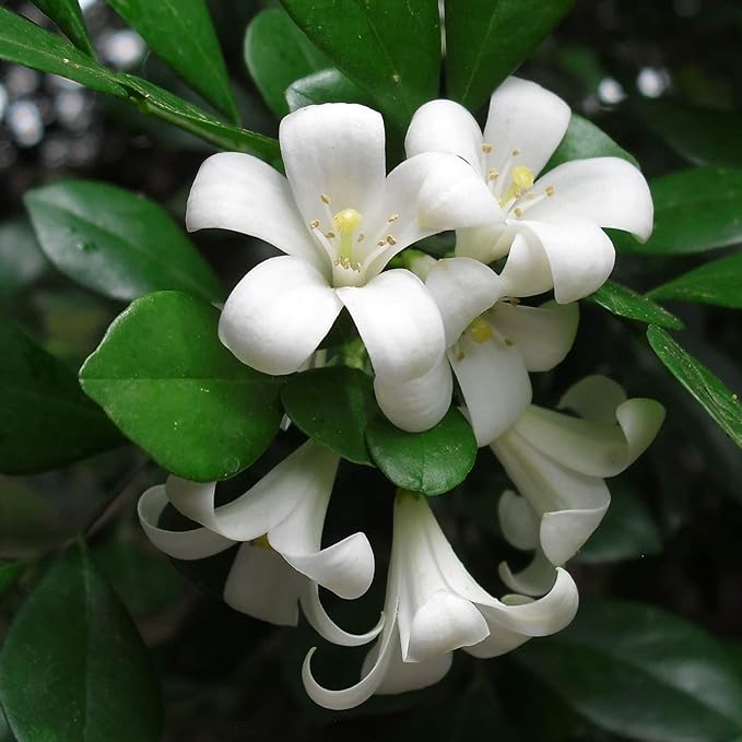 Murraya Paniculata Seeds Orange Jessamine Broadleaf Evergreen Tree or Shrub Fragrant Ornamental Fruit Hedge Screen Outdoor 5Pcs Flower Seeds by YEGAOL Garden