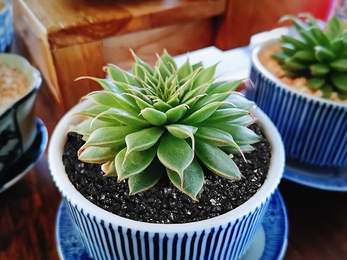 5lb Succulents and Cactus Black Sand, Décor & Additive Tiny Stones,DIY Rocks Gravel for Bonsai, Fairy Gardening, Terrarium, Vases Fillers