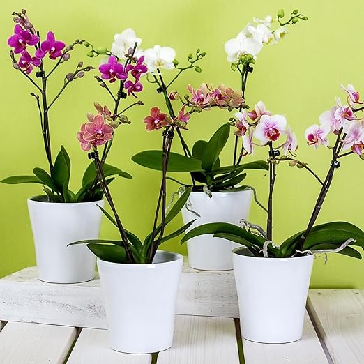 Professional Liquid Indoor Orchid Fertilizer | 3-1-2 Concentrate for Plants and Flowers | Multi-Purpose Blend & Gardening Supplies | 8 oz Bottle