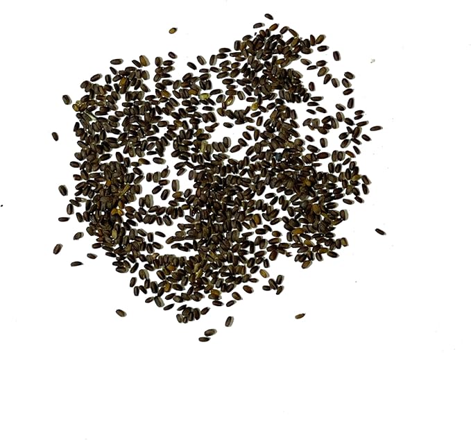 Seed Needs Anise Hyssop Seeds for Planting - Non-GMO, Heirloom & Untreated - Organically Grow a Medicinal/Culinary Herb Garden for Tea & Essential Oils (2 Packs)