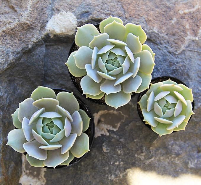 Altman Plants, Echeveria Succulents Live Plants (12PK), Live Succulents Plants Live Houseplants, Live Indoor Plants Succulent Plants, Succulent Plant House Plants Indoors Live Succulent Party Favors