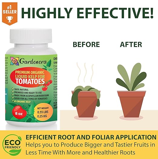 Tomato's Best Friend! GARDENERA Organic Liquid Kelp Fertilizer - 16 oz - Optimal Care for Your Tomato Plants' Growth and Flavor