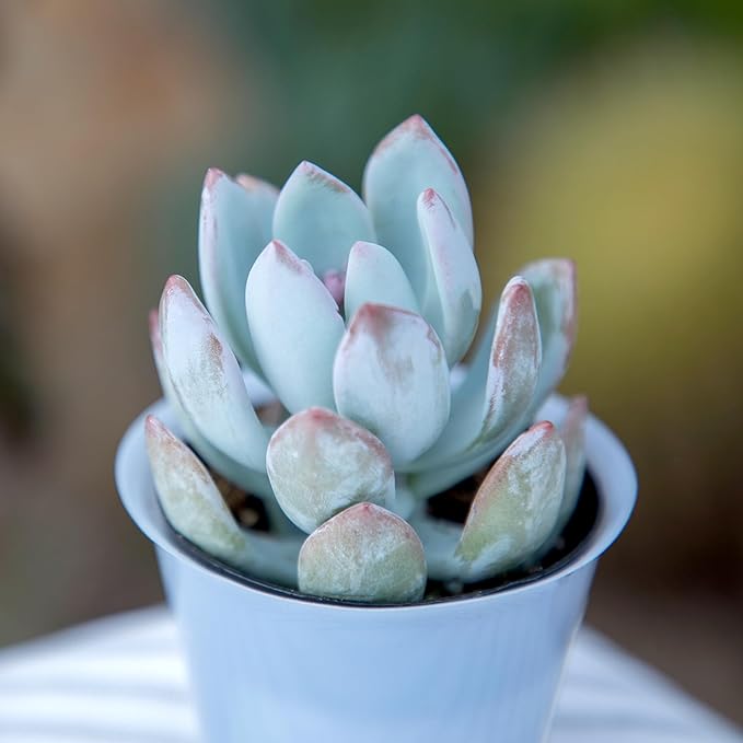 Altman Plants, Bulk Succulents Plants Live Houseplants (20PK), Live Succulents Live Plants Live House Plants Indoors Live, Live Cactus Plants Live Succulent Plants Live Indoor Plants Live Houseplants