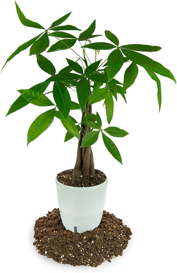 Money Tree Potting Soil - 20 Quart - Soil Mix for Planting or Repotting Guiana Chestnut, Soil Blended to Properly Grow Money Tree Plants (4 Bags of 5 Quart)