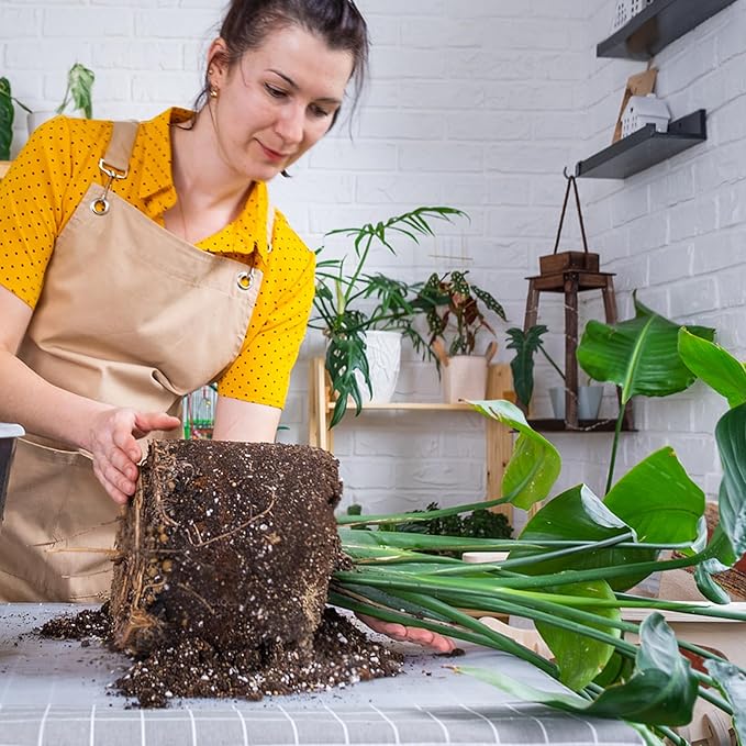 Premium Banana Tree Potting Mix for Optimal Seedling Growth 4qt, Suitable for All Indoor and Outdoor Banana Tree Varieties