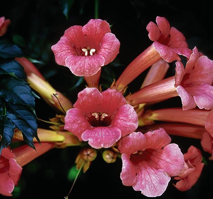 American Beauties Native Plants - Campsis radicans (Trumpet Vine) Vine, reddish orange, #2 - Size Container
