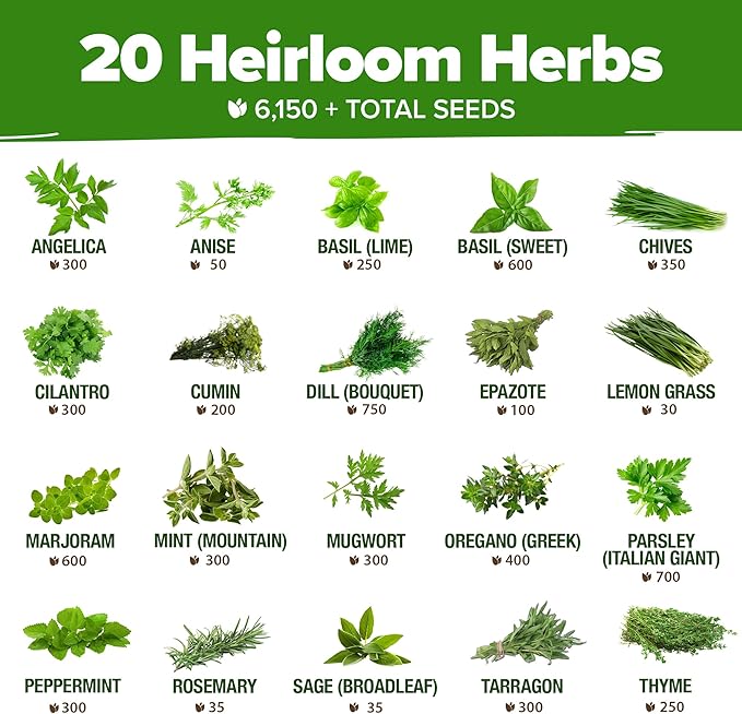 HOME GROWN 20 Culinary Herb Seed Vault - Heirloom and Non GMO - Seeds for Planting for Indoor or Outdoor Herbs Garden, Basil, Cilantro, Parsley, Chives, Lavender, Dill, Marjoram, Mint, Rosemary, Thyme