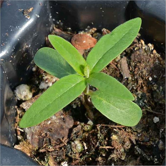 Seed Needs Showy Milkweed Seeds for Planting - Untreated & Open Pollinated, Attracts Monarch Butterflies in a Butterfly Garden (5 Packs)