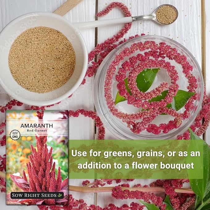 Sow Right Seeds - Red Garnet Amaranth Seeds for Planting - Non-GMO Heirloom Packet with Instructions to Plant & Grow an Outdoor Home Vegetable Garden - Colorful & Unique - Trailing Variety (2)