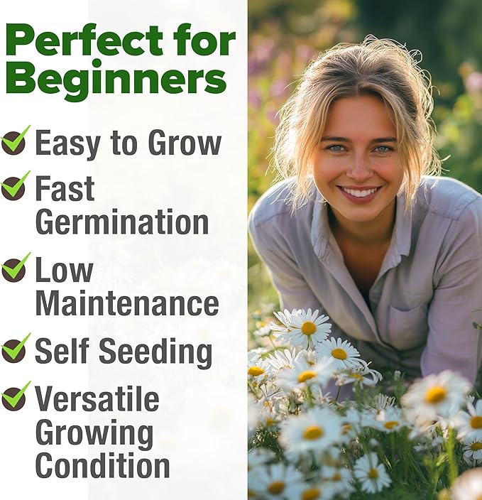 HOME GROWN π¨π¦π π£π₯ππ ππ¨π German Chamomile Seed Pack β 2,280 π‘π’π‘-ππ π’ Heirloom Seeds for Planting for Sustainable Gardens and Soothing Medicinal Herbal Teas (Matricaria chamomilla)
