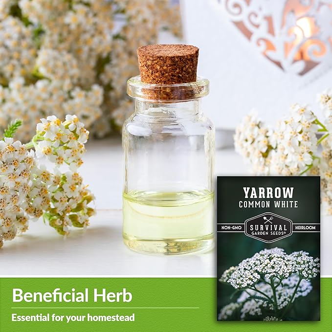 Survival Garden Seeds White Yarrow Seeds for Planting - 1 Packet with Instructions to Plant & Grow Beneficial Flowering Herbs in Your Home Vegetable Garden - Non-GMO Heirloom Variety