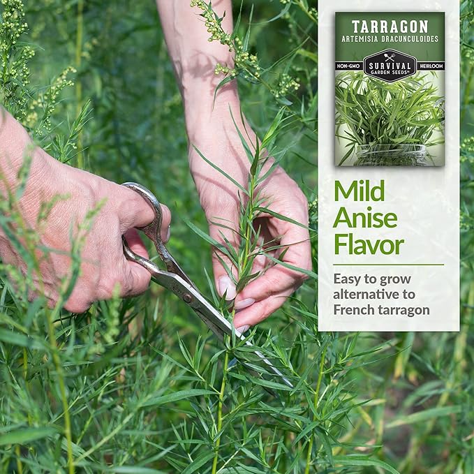 Survival Garden Seeds - Russian Tarragon Seed for Planting - 3 Packs with Instructions to Plant & Grow Big Flowering Herbs in Your Home Vegetable Garden - Non-GMO Heirloom Variety Herb Seed Planting