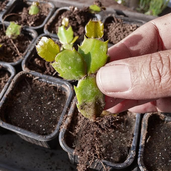 Christmas Cactus Potting Soil Mix 4qt, Ideal for Succulents, Christmas Cacti, and Other Indoor Potted Plantings