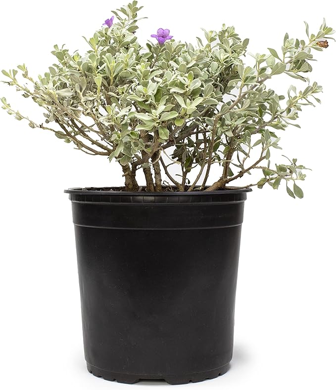 1G Silverado Sage Plant, Shrubs Live in Planters for Outdoor Plants Live, Live Plants Gardening Gifts, Live Plant Front Porch Decor, Sage Plants Edging for Landscaping, Garden Decor By Plants for Pets