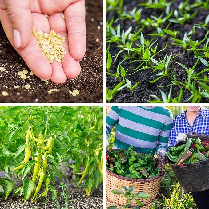 600+ Pepper Seeds, Heirloom Vegetable Seed for Planting Indoor Outdoor, 10 Varieties Hot and Bell Pepper Seeds Garden Kit, Non-GMO Home Fresh Food Hydroponic Veggie Supply