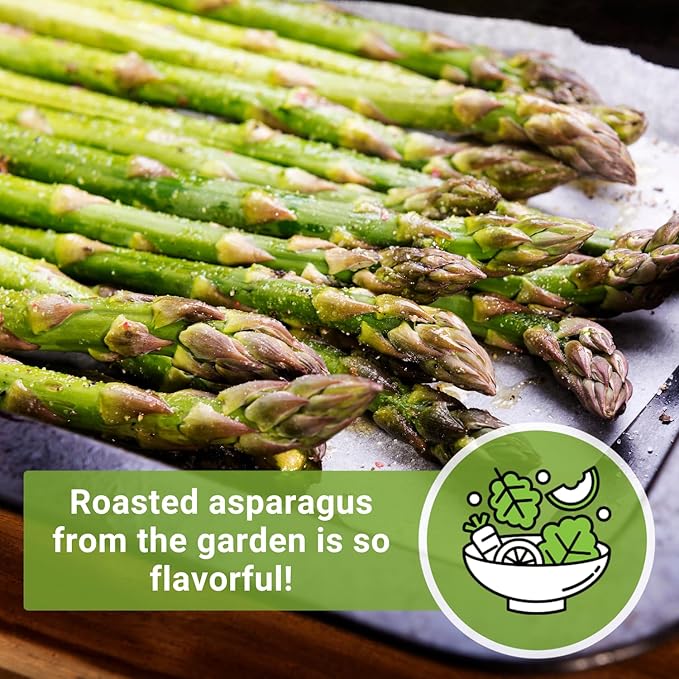 Sow Right Seeds - Mary Washington Asparagus Seed for Planting - Non-GMO Heirloom Packet with Instructions to Plant an Outdoor Home Vegetable Garden - Classic Perennial Stalks with Hearty Flavor (2)