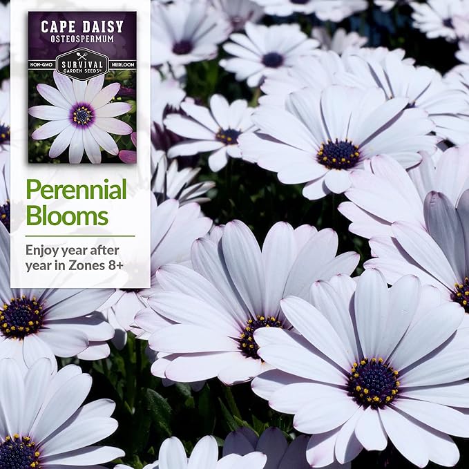 3 Packs Cape Daisy Seed for Planting - Packet with Instructions to Grow Beautiful White & Purple Osteospermum in Your Home Flower Garden - Non-GMO Heirloom Variety - Survival Garden Seeds