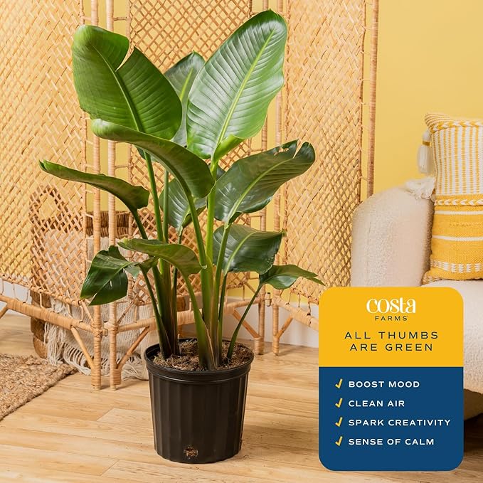 Costa Farms White Bird of Paradise, Strelitzia nicolai, Live Indoor Plant in Grower Plant Pot, Air-Purifying Tropical Houseplant, Housewarming Gift, Living Room, Office, and Home Decor, 3-4 Feet Tall