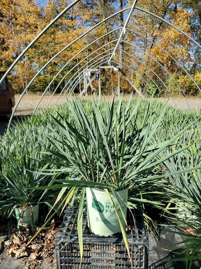 American Beauties Native Plants filamentosa 'Excalibur' (Yucca) Shrub, 2-Size Container, White Flowers