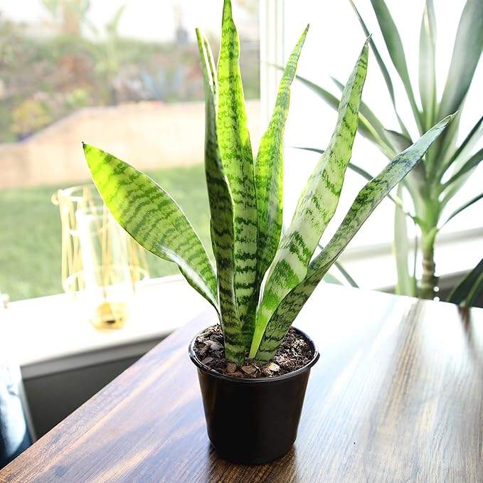 Altman Plants Sansevieria Zeylanica Variegated Snake Plants (Approx. 6" Tall), Easy Plant, Air Purifying Plant & Desk Plant Decor, Low Light Live Snake Plant Live Plants, Indoor Plants & Houseplants