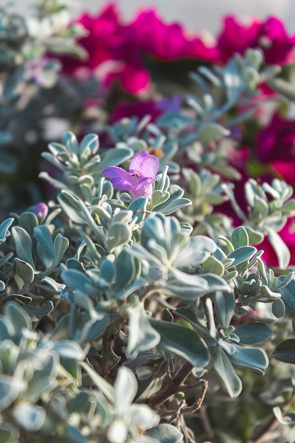 1G Silverado Sage Plant, Shrubs Live in Planters for Outdoor Plants Live, Live Plants Gardening Gifts, Live Plant Front Porch Decor, Sage Plants Edging for Landscaping, Garden Decor By Plants for Pets