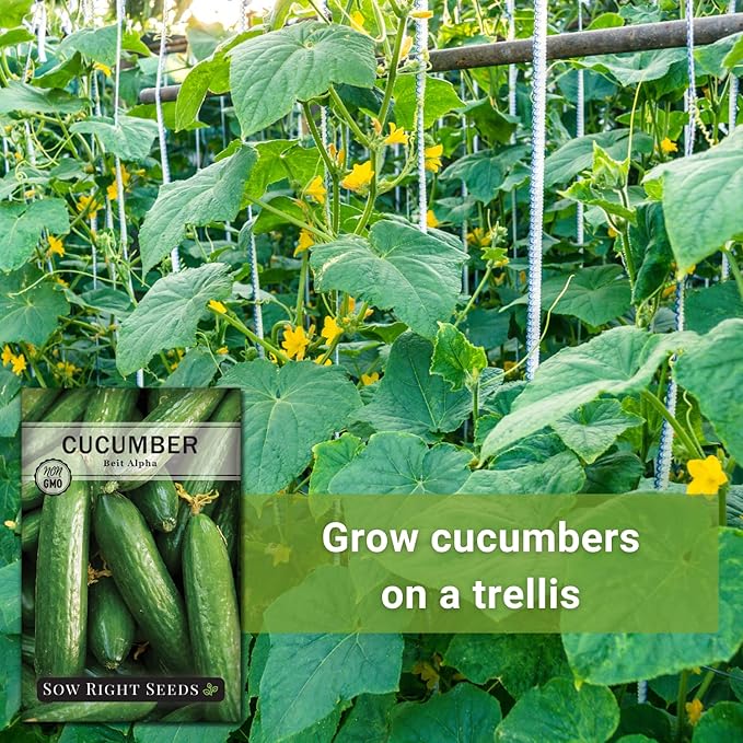 Sow Right Seeds - Beit Alpha Cucumber Seeds for Planting - Non-GMO Heirloom Packet with Instructions to Plant and Grow a Home Vegetable Garden - Start Indoors, Plant Outdoors with Trellis (2)