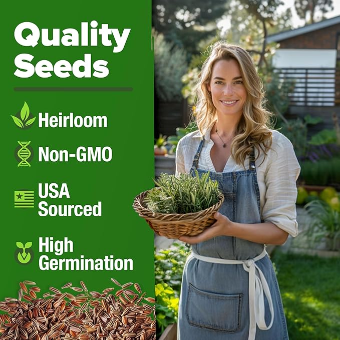 HOME GROWN Rosemary Seeds Bulk Pack - 150 High Germinating Non-GMO Heirloom Culinary Herb Seeds for Planting in Indoor or Outdoor Herb Gardens - USA Sourced (Salvia rosmarinus)