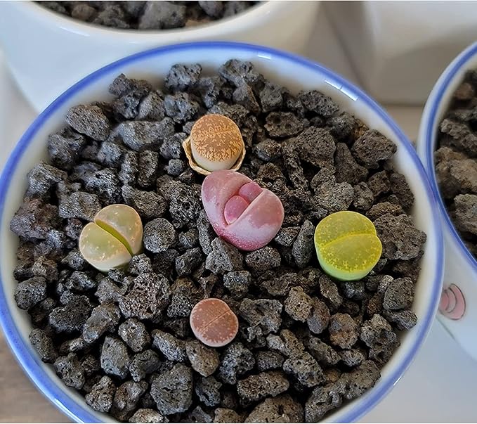 Black Lava Rocks for Plants Decorative Landscaping Plants Top Dressing for Cacti, Succulents Bonsai Plant Drainage Gravel, 3LB