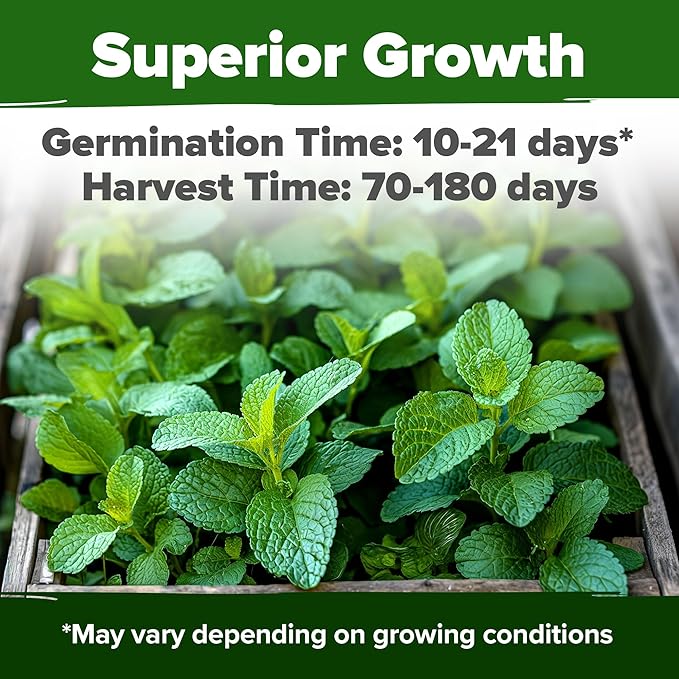 HOME GROWN Lemon Balm Seeds Pack - 806 Non-GMO Heirloom Herbal Tea Seeds - Bulk Lemon Balm Seeds for Planting Herbal Tea Gardens Indoors or Outdoors - USA Sourced Herb Seeds (Melissa officinalis)