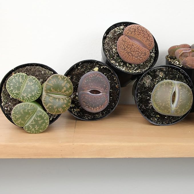 Altman Plants Giant Living Stones Succulents (4PK) XL Lithops Live Plants & Real Succulents, Pet Safe Plants & Live Succulent Plants, 2.5" Pots, Pet Friendly Plants, Live Plants in Succulent Soil Mix