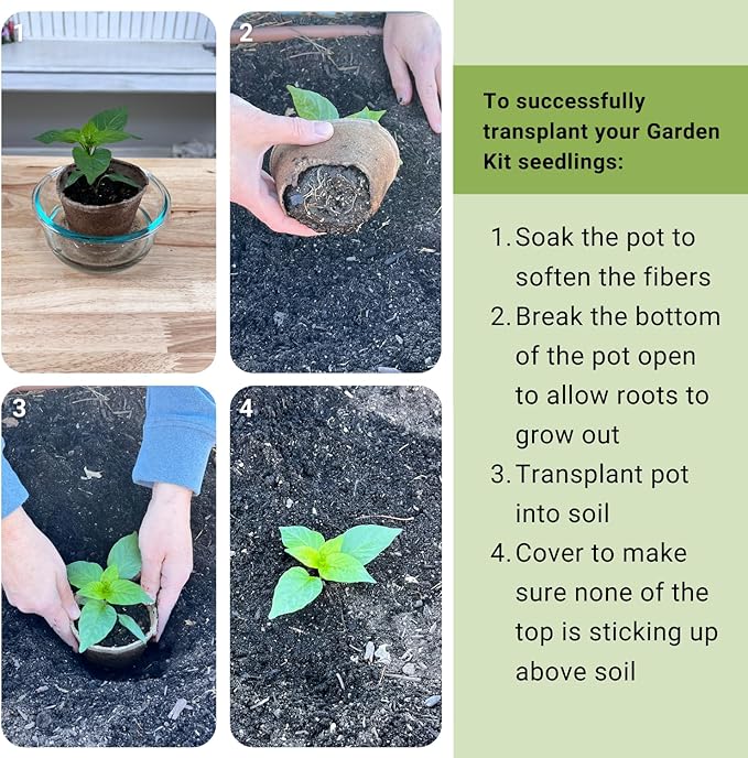 Sow Right Seeds - Coleus Seeds for Planting Indoors - Garden Starter Kit - Includes Pots & Potting Soil - Non-GMO Packet with Instructions - Vibrant Foliage for Indoors or Outdoors - Gardening Gift