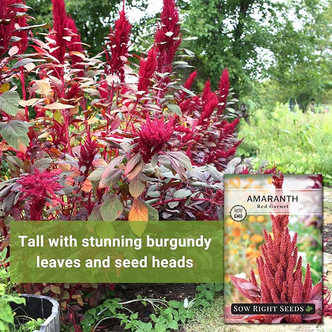 Sow Right Seeds - Red Garnet Amaranth Seeds for Planting - Non-GMO Heirloom Packet with Instructions to Plant & Grow an Outdoor Home Vegetable Garden - Colorful & Unique - Trailing Variety (3)