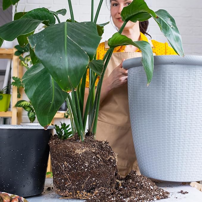 Premium Banana Tree Potting Mix for Optimal Seedling Growth 2qt, Suitable for All Indoor and Outdoor Banana Tree Varieties