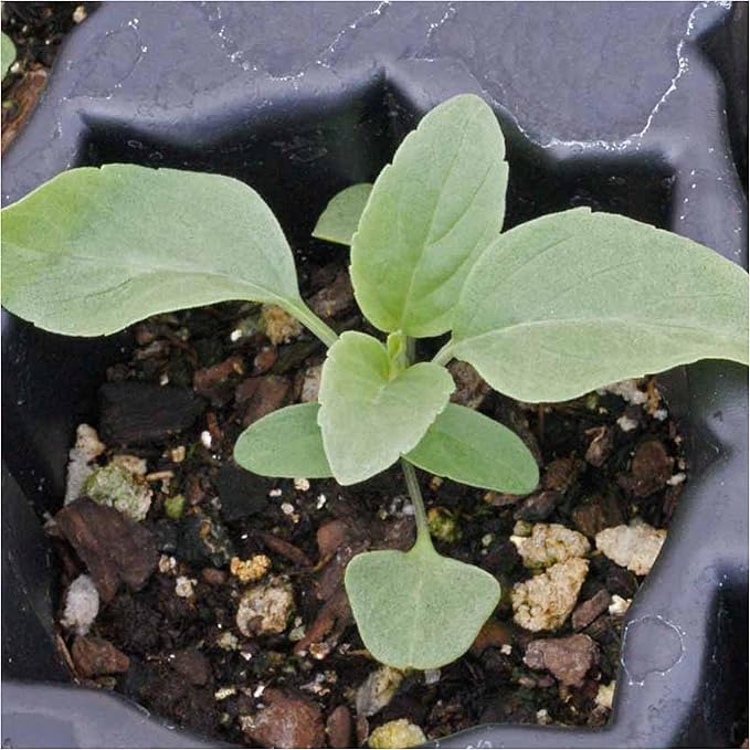 Seed Needs Sapphire Blue Sage Seeds for Planting - Heirloom & Open Pollinated Salvia - Grow a Butterfly Garden with Perennial Flowering Plants (5 Packs)