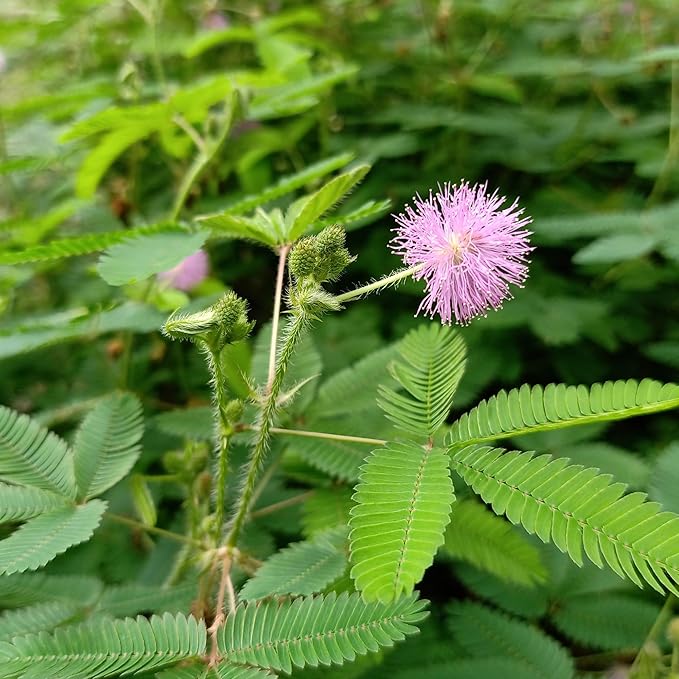 300+ Sensitive Plant Seeds - Heirloom Non-GMO Seeds for Planting Microgreens Herb Seeds for Indoor/Outdoor Garden