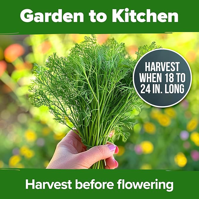 HOME GROWN Dill Seeds for Planting - 1014 Premium Bouquet Dill Seeds, Non-GMO and Heirloom Herb Seeds for Planting Outdoors, Grow Your Fragrant Dill Herb Garden (Anethum graveolens)