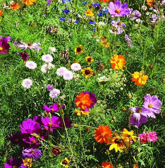 Bentley Seed Co. | Bee Kind Pollinator Flowers | Beautiful Bee Art Kraft Look Seed Packets | Environmental Favors Cards for Guests | Wildflower Mix Seed Packets | Eco-Friendly Hand Out Gift | 25 Pack