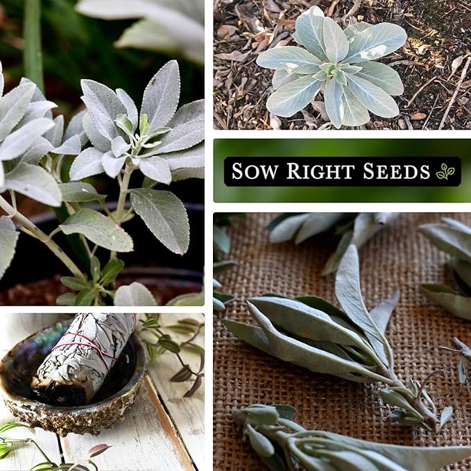 Sow Right Seeds - White Sage Seed for Planting - Non-GMO Heirloom Packet with Instructions for Planting and Growing a Home Herb Garden - Indoors or Outdoors - Make Your Own Herbal Incense (2)