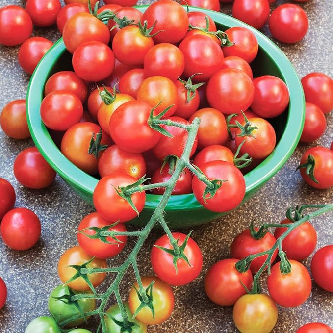 Bonnie Plants 202188 Super Sweet 100 Cherry Tomato, Red