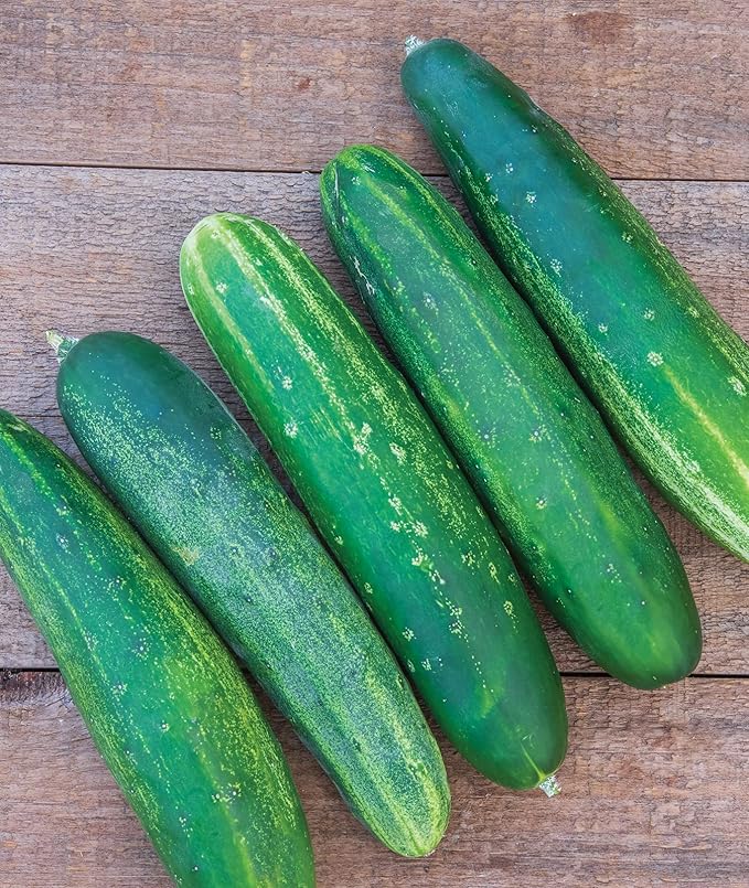 Burpee Super Sweet 100' Hybrid Cherry Tomato, 50 Seeds & Straight Eight Slicing Cucumber Seeds 200 Seeds